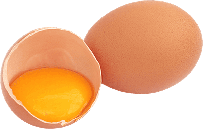 Egg chicken photo