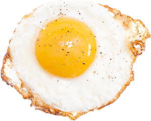 Egg chicken story